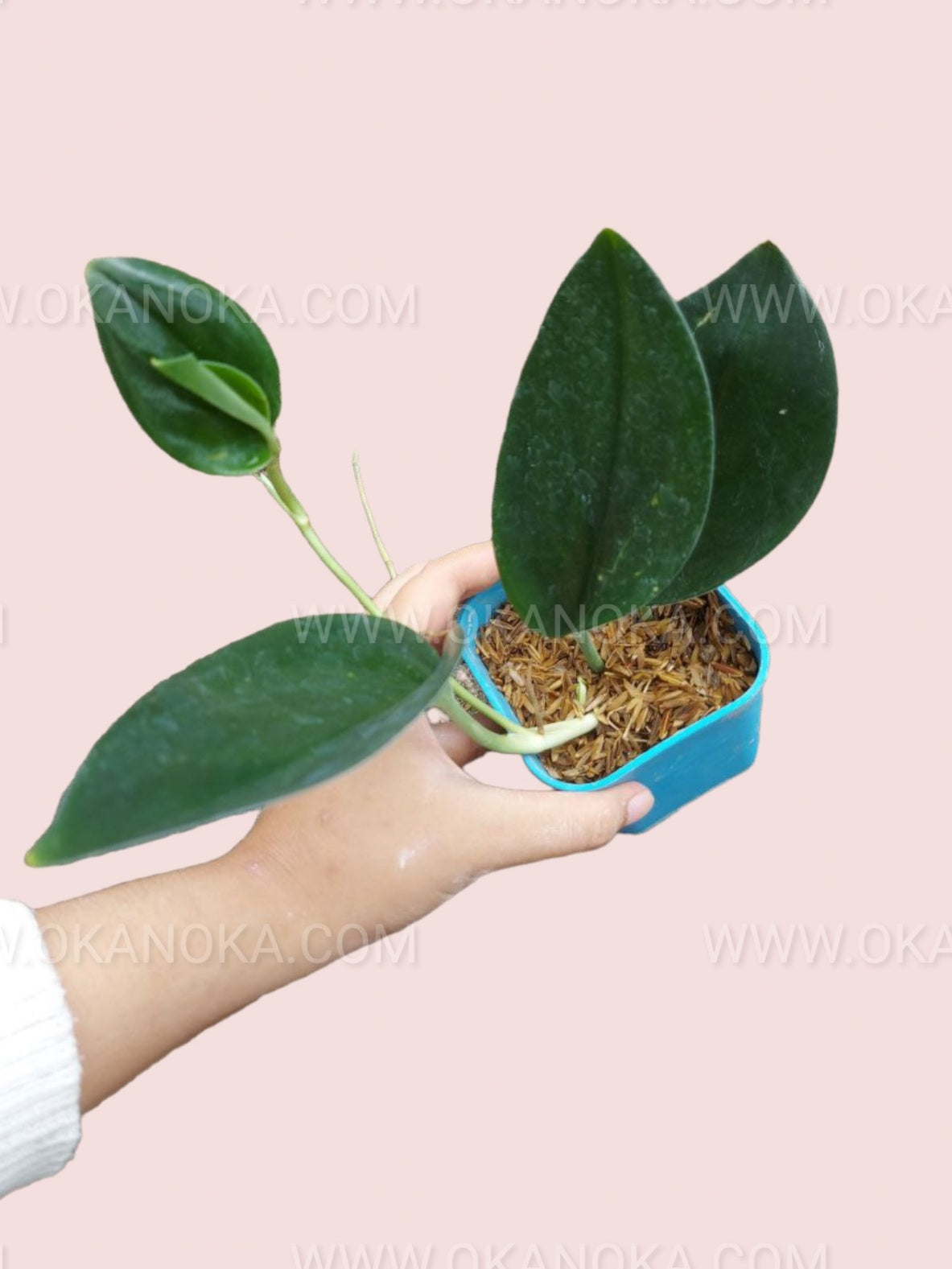 Top view of a live Scindapsus Treubii Dark Black showing dark glossy heart-shaped leaves.