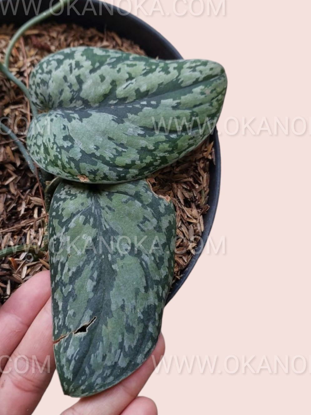 Scindapsus Tricolor trailing from a decorative pot with green, cream, and silver variegation