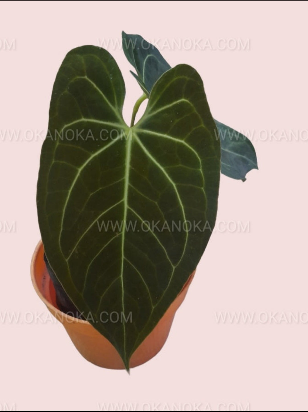 anthurium magnificum x papillilaminum Anthurium Magnificum Hybrid Norte Medium Size – Okanoka