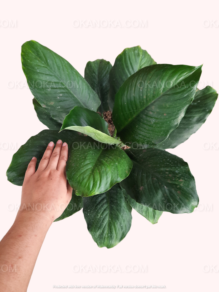 Top-down view of Spathiphyllum Floribundum showing glossy, deep green leaves in a black pot, held by hand against a light background.