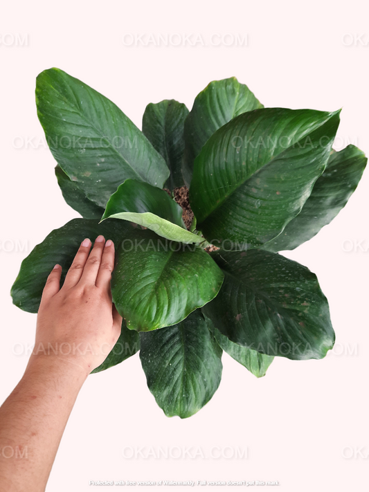 Top-down view of Spathiphyllum Floribundum showing glossy, deep green leaves in a black pot, held by hand against a light background.