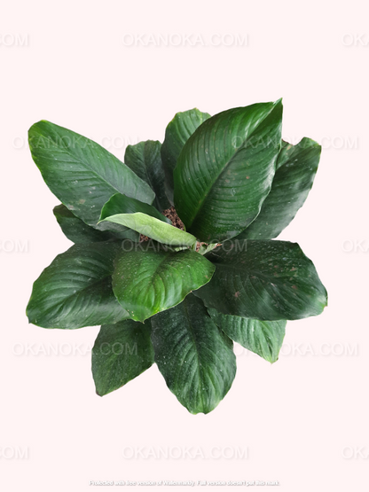 Close-up of vibrant green leaves of Spathiphyllum Floribundum highlighting texture and variegation.