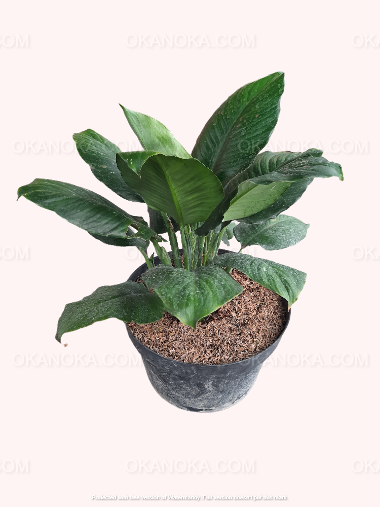 Side view of Spathiphyllum Floribundum showing leaf arrangement and healthy growth.