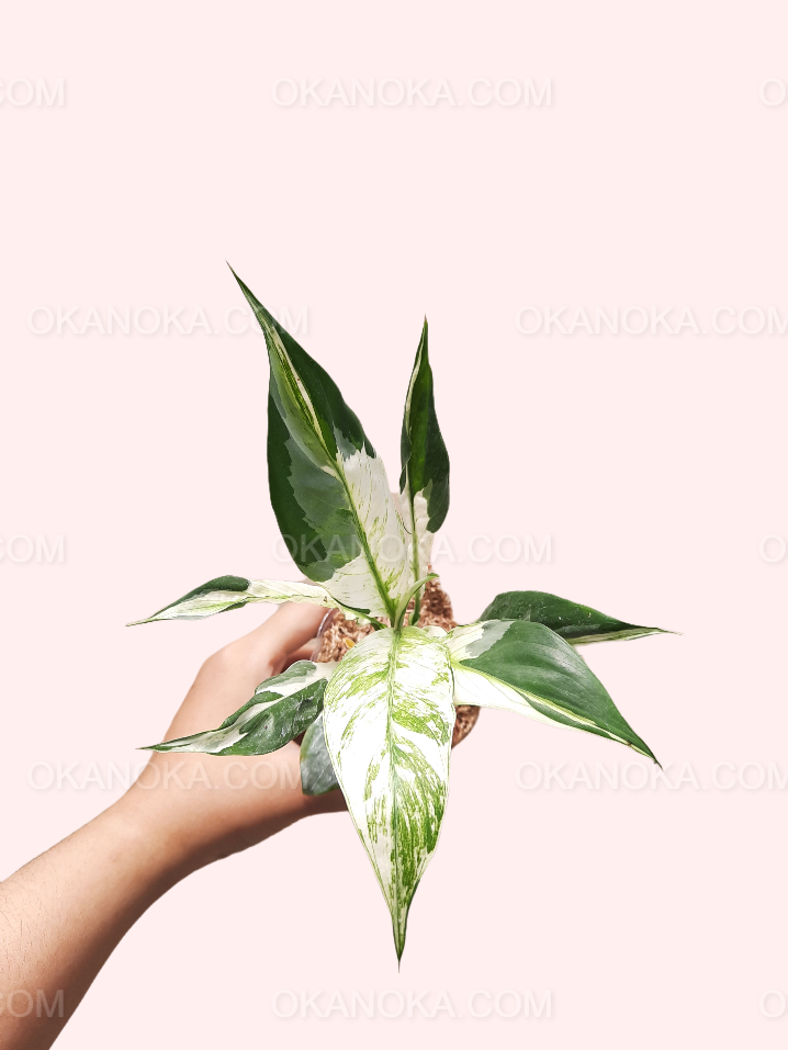 variegated peace lily uk Spathiphyllum Peace Lily Variegated – Okanoka