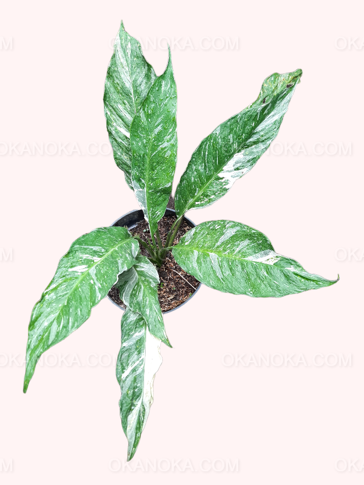 Close-up of Spathiphyllum Peace Lily Domino Variegated variegated leaves in hand.