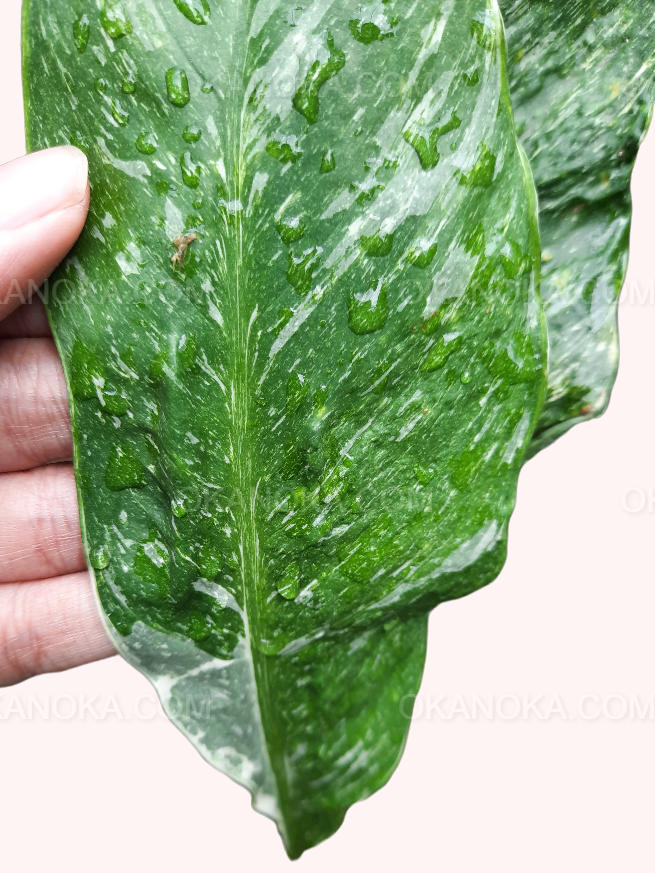 Spathiphyllum Peace Lily Domino Variegated leaves detail showing white and green pattern.