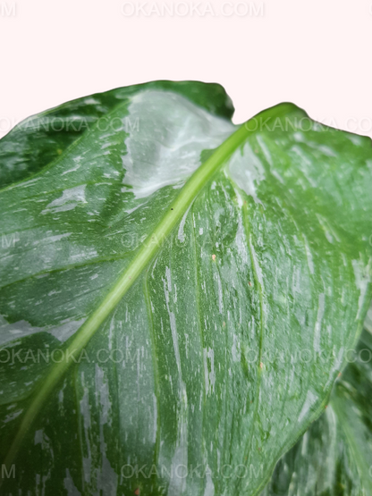 Spathiphyllum Peace Lily Domino Variegated – unique variegated leaves, compact indoor tropical plant.