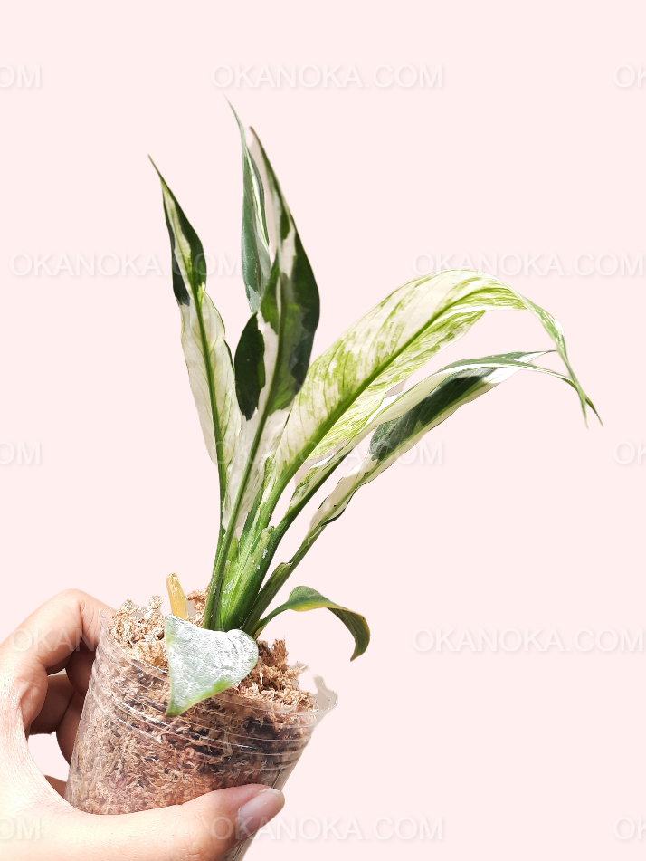 variegated peace lily jessica Spathiphyllum Peace Lily Variegated – Okanoka