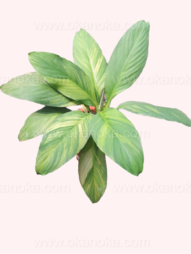 variegated peace lily sensation Spathiphyllum Sensation Variegated Mauna Loa – Okanoka