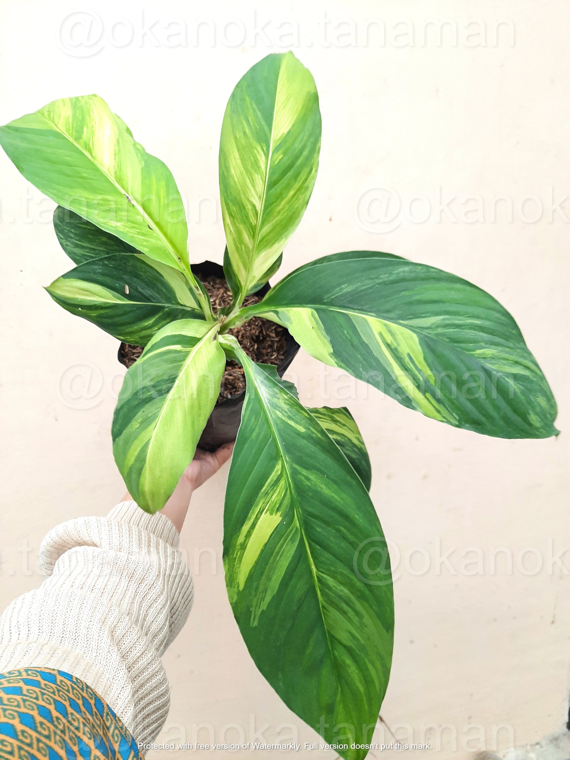 peace lily mauna loa Spathiphyllum Sensation Variegated Mauna Loa – Okanoka