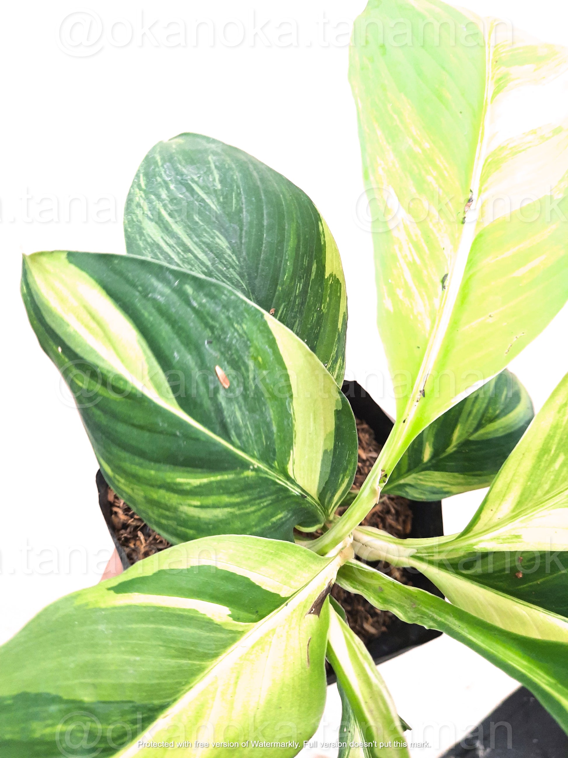 mauna loa supreme peace lily Spathiphyllum Sensation Variegated Mauna Loa – Okanoka