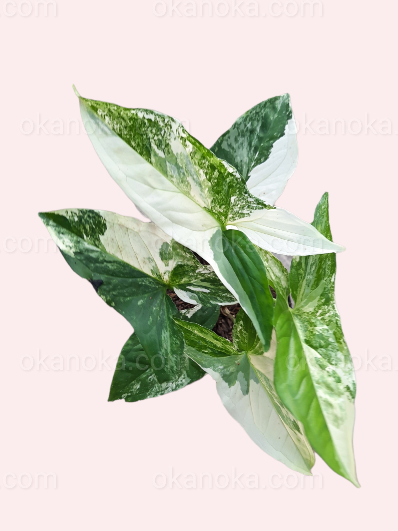 Top view of Syngonium Albo Variegated showing distinct white and green leaf variegation.