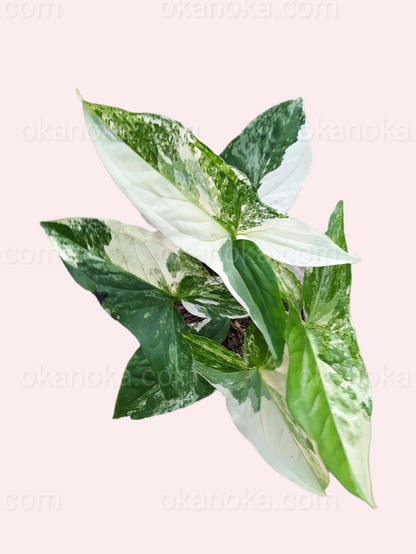 Top view of Syngonium Albo Variegated showing distinct white and green leaf variegation.