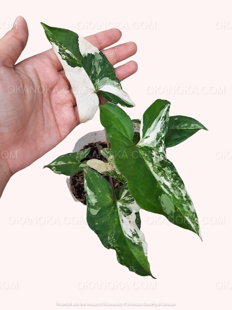 Close-up of new leaf growth with creamy white patterns on a lush green background.