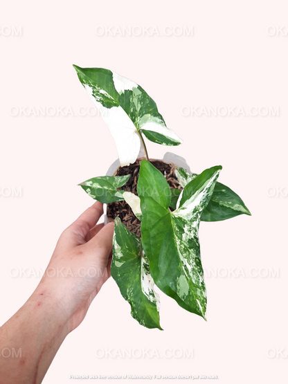 Hand holding Syngonium Albo Variegated in a white pot, displaying vibrant variegated leaves.