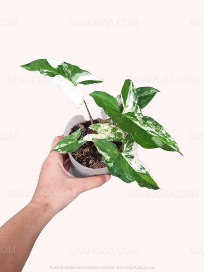 Variegated Syngonium Albo indoors with bright light highlighting the leaf details.