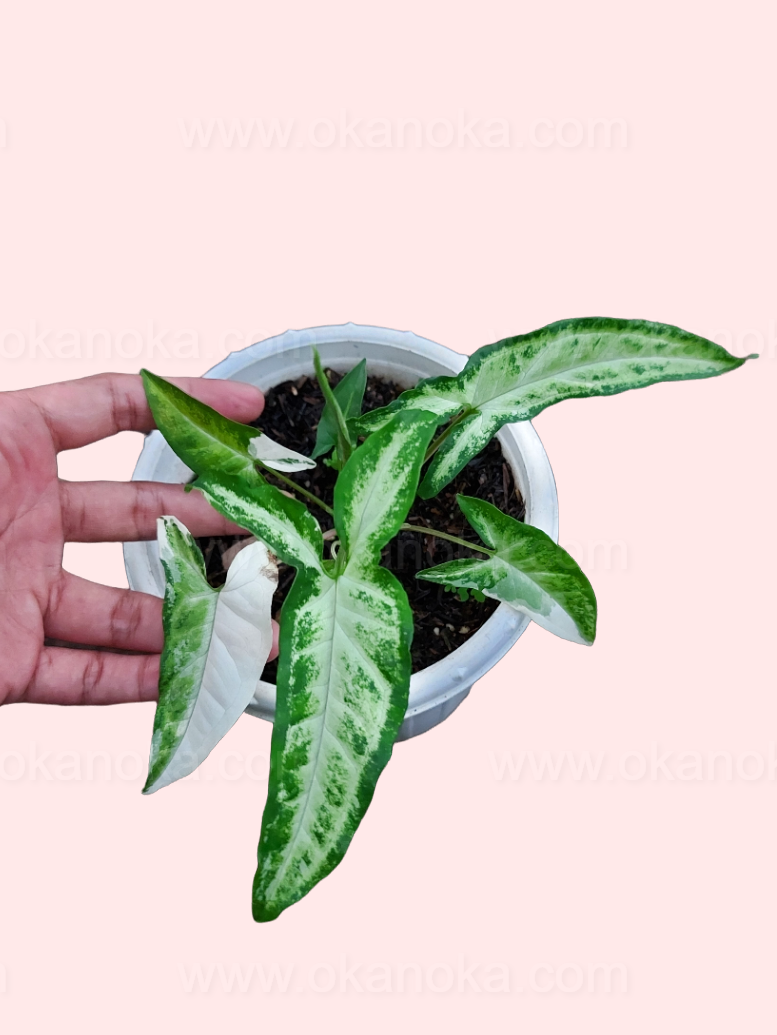 Top view of Syngonium Angustatum Variegated showing elongated leaves with green and creamy-white variegation.