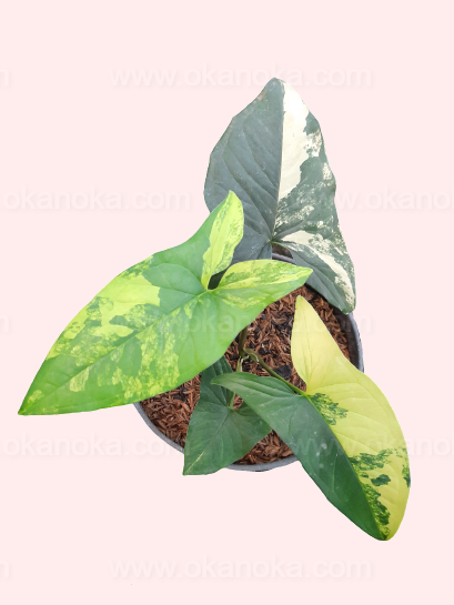 Syngonium Aurea – Top view of variegated yellow-green leaves in a small black pot, held in hand.