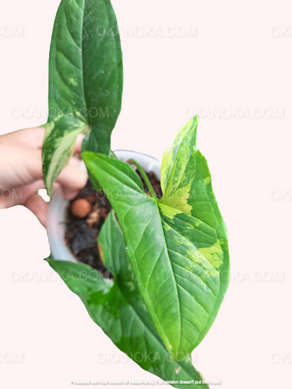 Syngonium Aurea – Close-up of tropical houseplant foliage with distinctive variegation.