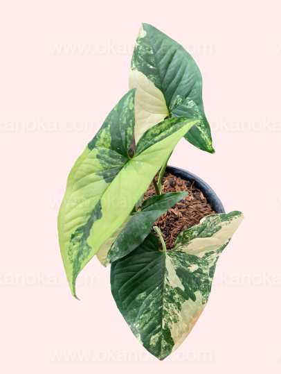 Syngonium Aurea – Side view of indoor tropical houseplant in small pot, showing leaf patterns.