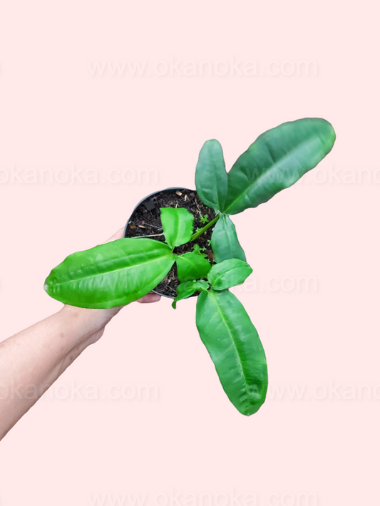 Syngonium Auritum plant held in hand, showing elongated arrowhead-shaped green leaves.