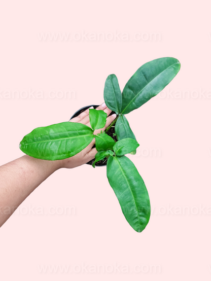 Potted Syngonium Auritum with multiple healthy arrow-shaped leaves.