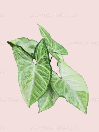 Top view of Syngonium Avocado Milkshake Butterfly Variegated showing cream and green variegation with soft pink highlights.
