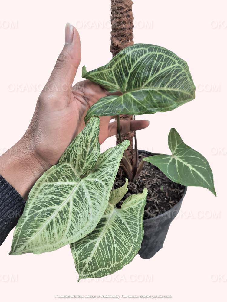 Hand holding Syngonium Batik with vibrant batik-style leaf design.