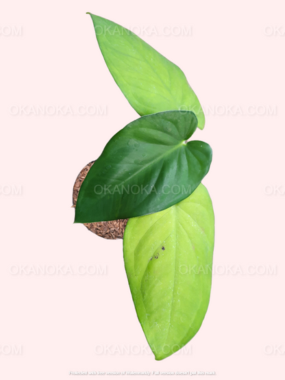 Close-up of Syngonium Chiapense leaves showing intricate green and cream variegation.