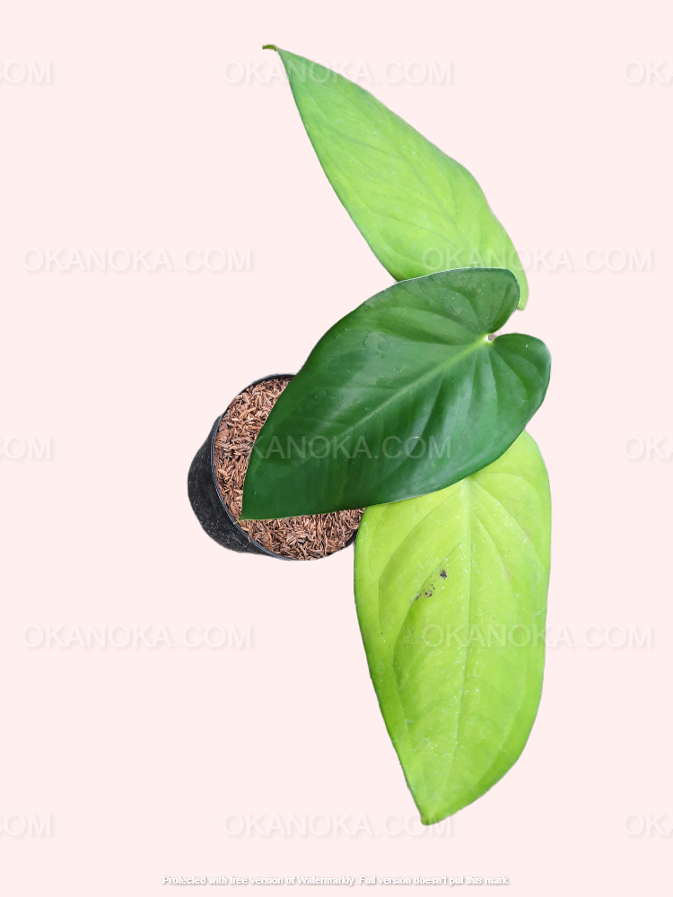 Indoor placement of Syngonium Chiapense demonstrating compact growth and decorative appeal.