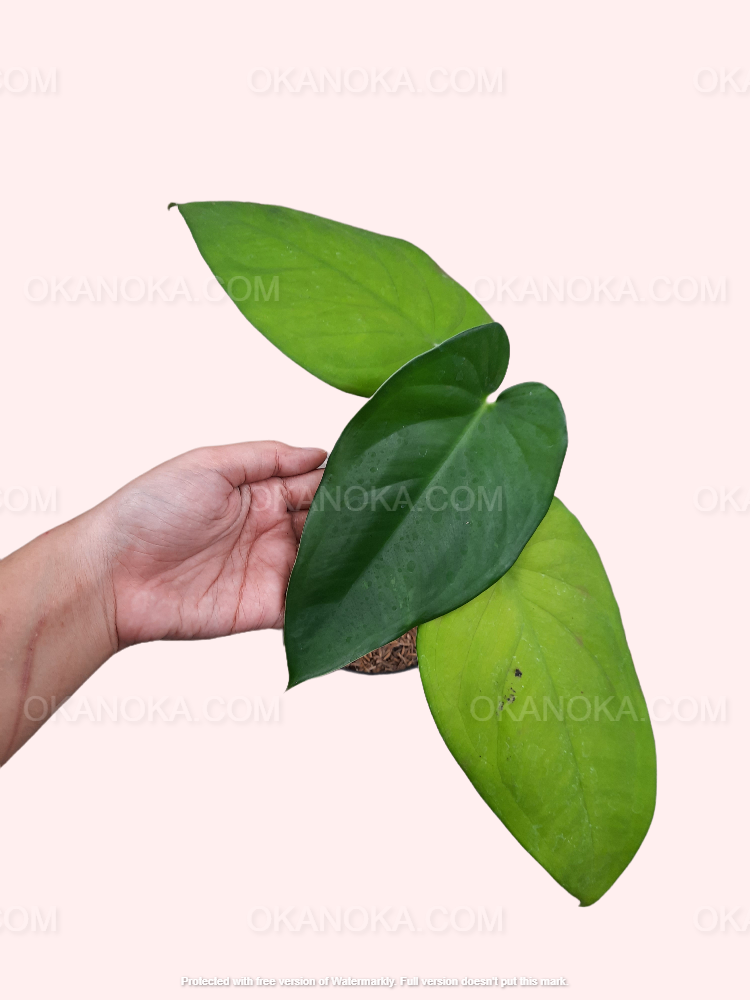 Hand holding Syngonium Chiapense highlighting its lush foliage and unique variegation pattern.