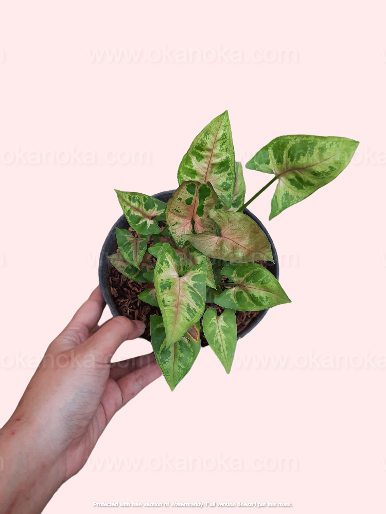 Hand holding Syngonium Christmas plant with green, pink, and cream variegated leaves in a small black pot.