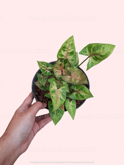 Hand holding Syngonium Christmas plant with green, pink, and cream variegated leaves in a small black pot.