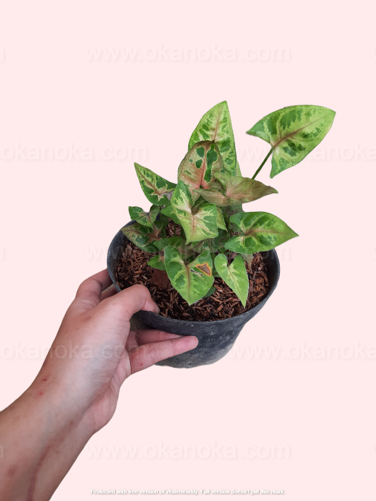 Hand holding a Syngonium Christmas showcasing unique leaf patterns and color distribution.