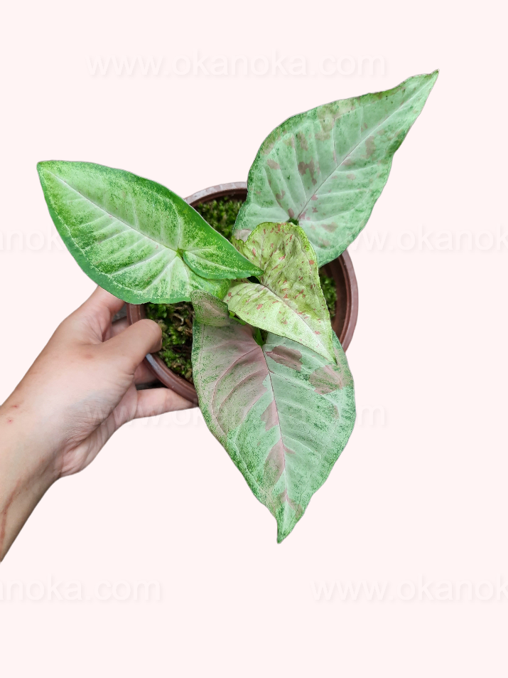Syngonium Confetti showcasing its unique tropical foliage pattern in small black pot held by hand