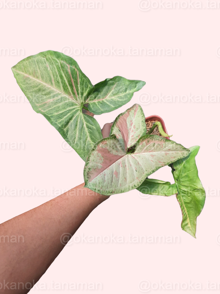 Close-up of Syngonium Confetti leaves displaying variegation with shades of green, cream, and pink