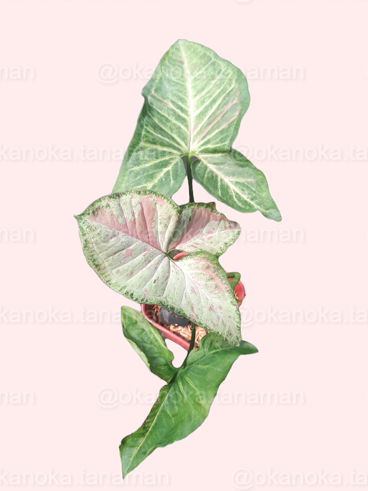 Syngonium Confetti plant arranged as part of indoor plant decor
