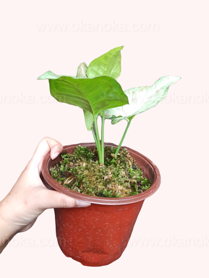 Syngonium Confetti – Vibrant indoor tropical plant with variegated pink, green & cream leaves.