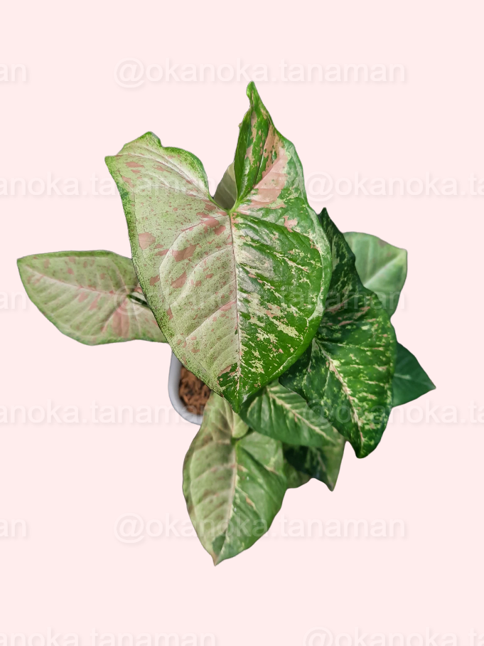 Top view of healthy Syngonium Confetti Tricolor plant in a pot.