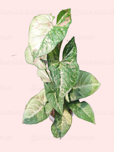 Side angle showing detailed leaf variegation of Syngonium Confetti Tricolor.