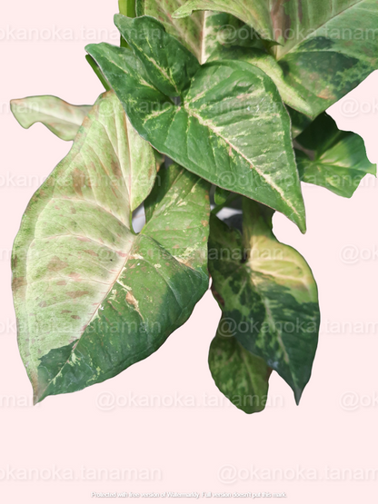 Full view of mature Syngonium Confetti Tricolor in decorative indoor pot.