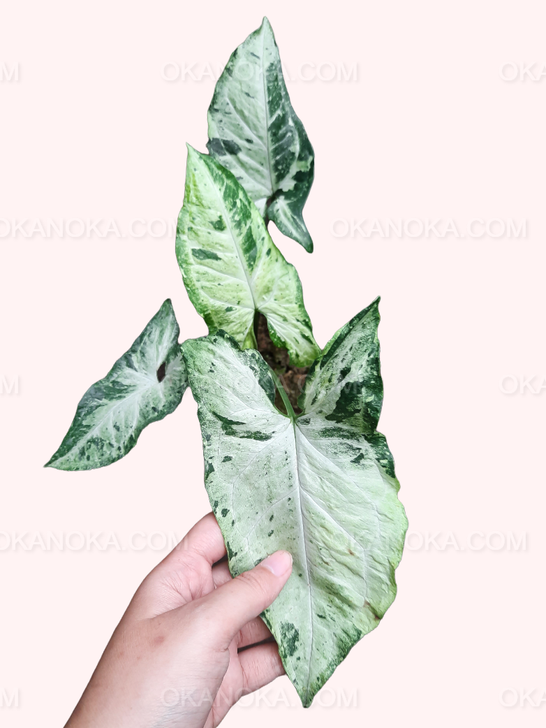 Close-up of Syngonium Freckles leaves showing unique green and creamy speckled variegation.