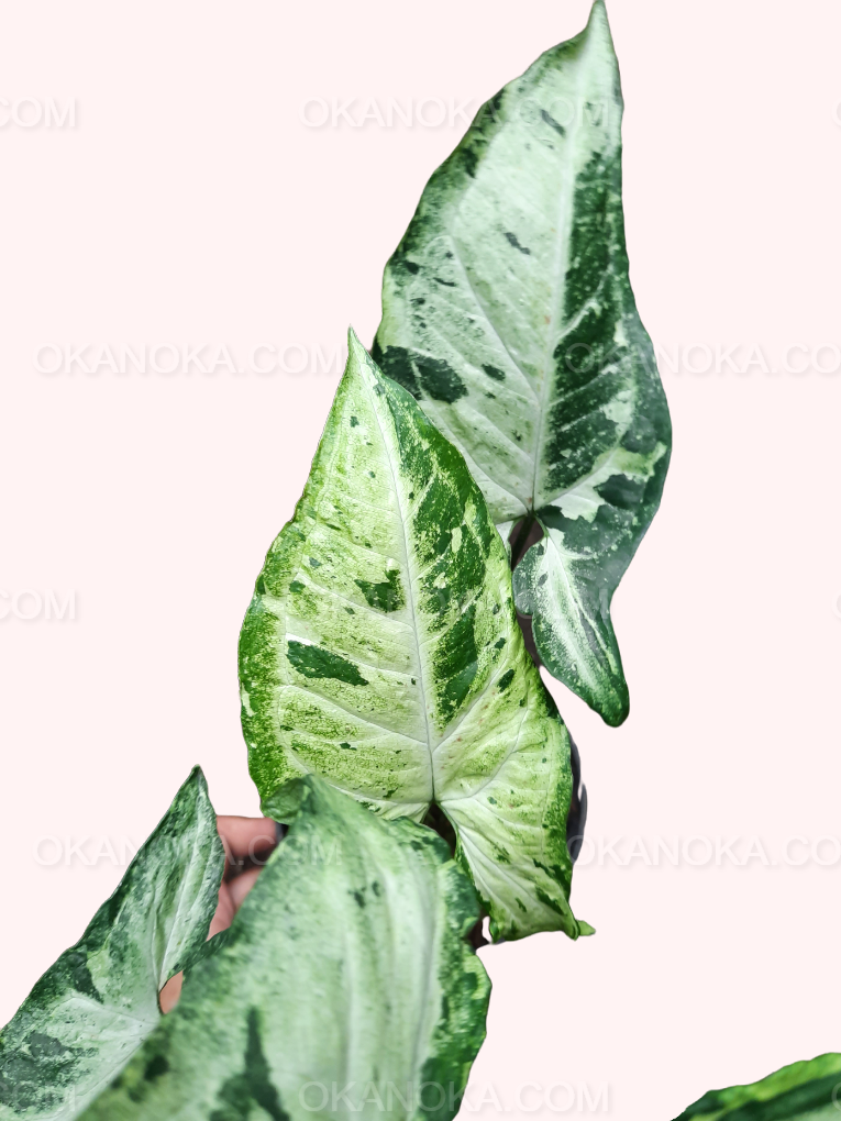 Top view of Syngonium Freckles, showing full spread of its freckled variegated leaves.