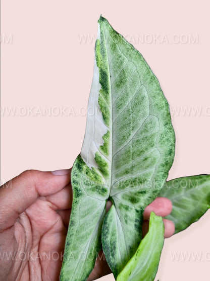 Top-down view of Syngonium Frizzly Variegated showing vibrant frizzled leaves with creamy variegation.