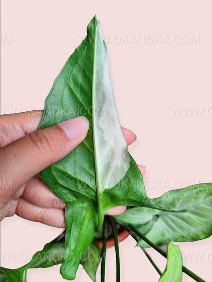 Close-up of hand holding a Syngonium Frizzly Variegated leaf displaying unique frizzy edges and green-white patterns.