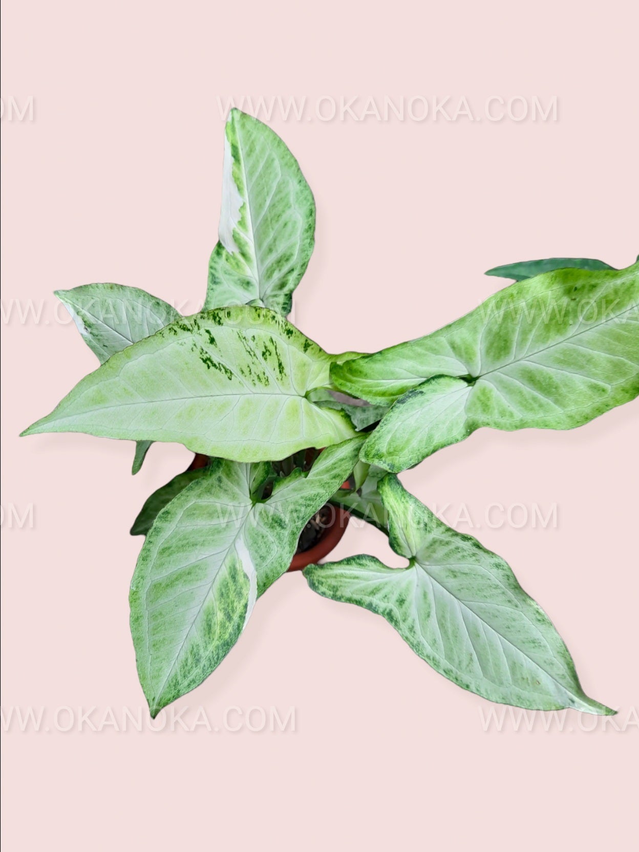 Overhead shot of a full Syngonium Frizzly Variegated plant potted in a square container highlighting variegation.