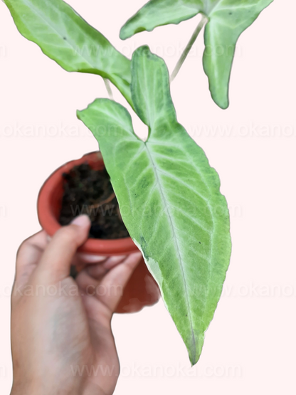 Angled view of Syngonium Frizzly Variegated leaves in hand showing frizzled leaf texture and color contrast.