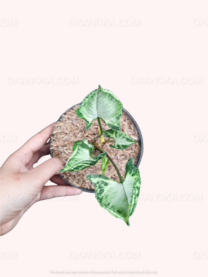 godzilla pothos plant Syngonium Godzilla – Okanoka