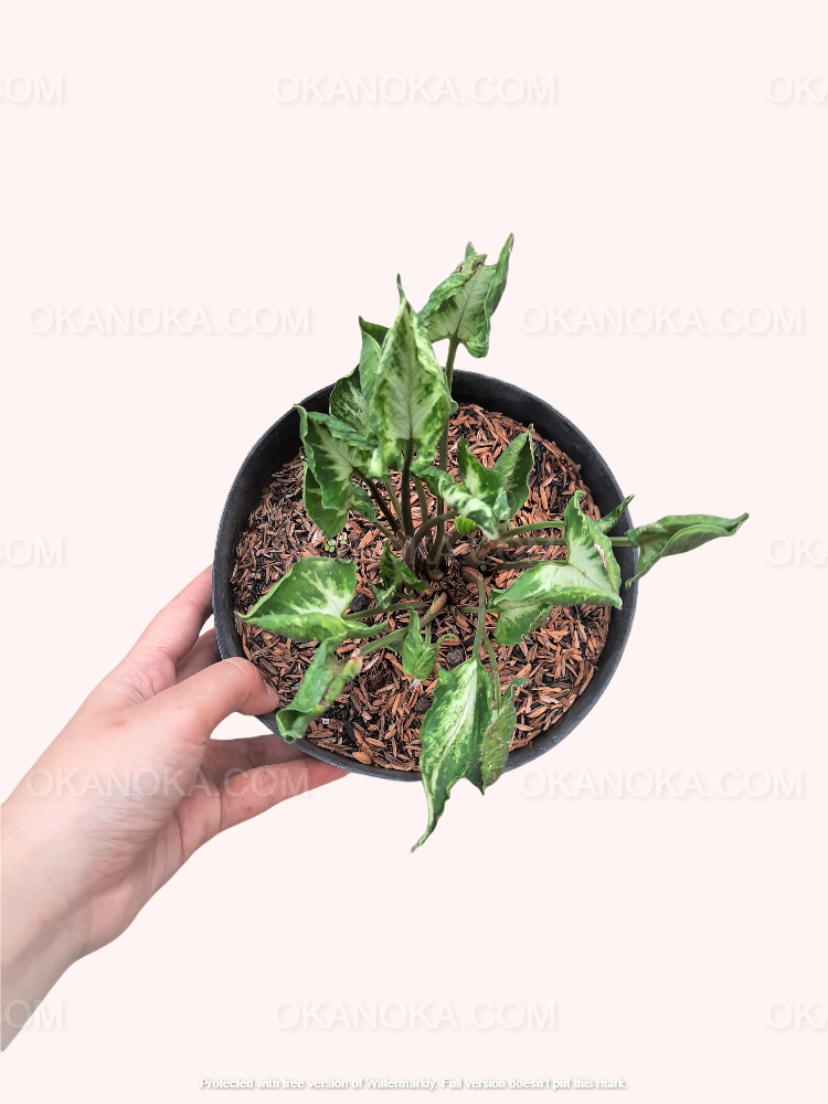 philodendron godzilla Syngonium Godzilla – Okanoka