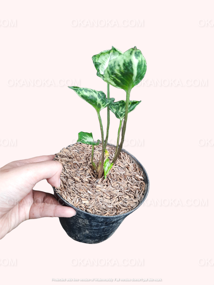 philodendron godzilla Syngonium Godzilla